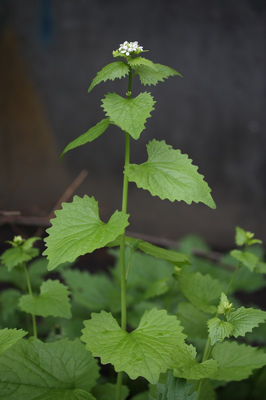 Image of Alliaria petiolata specimen.