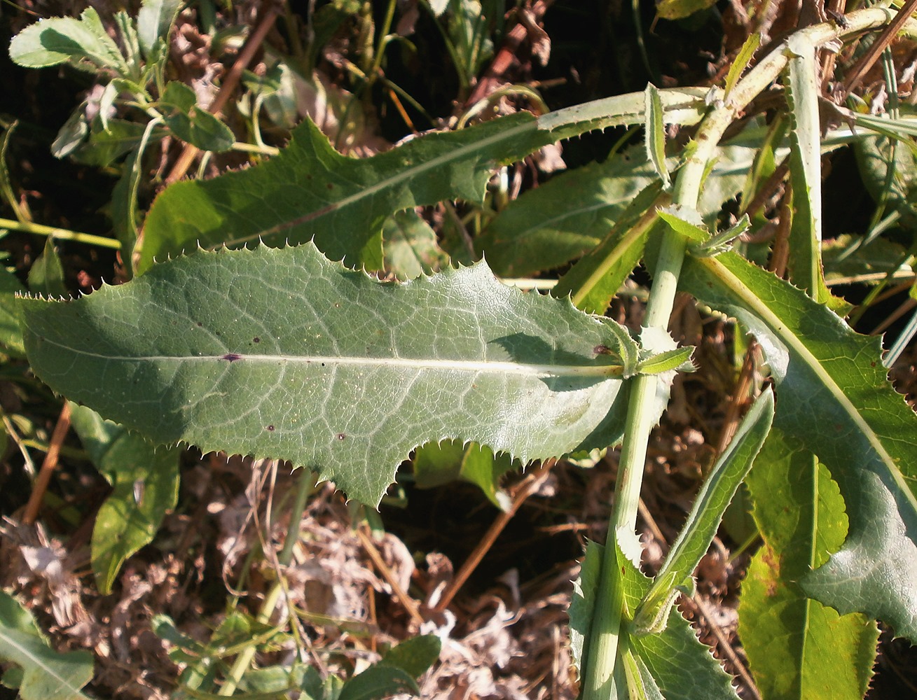 Image of Sonchus arvensis ssp. uliginosus specimen.