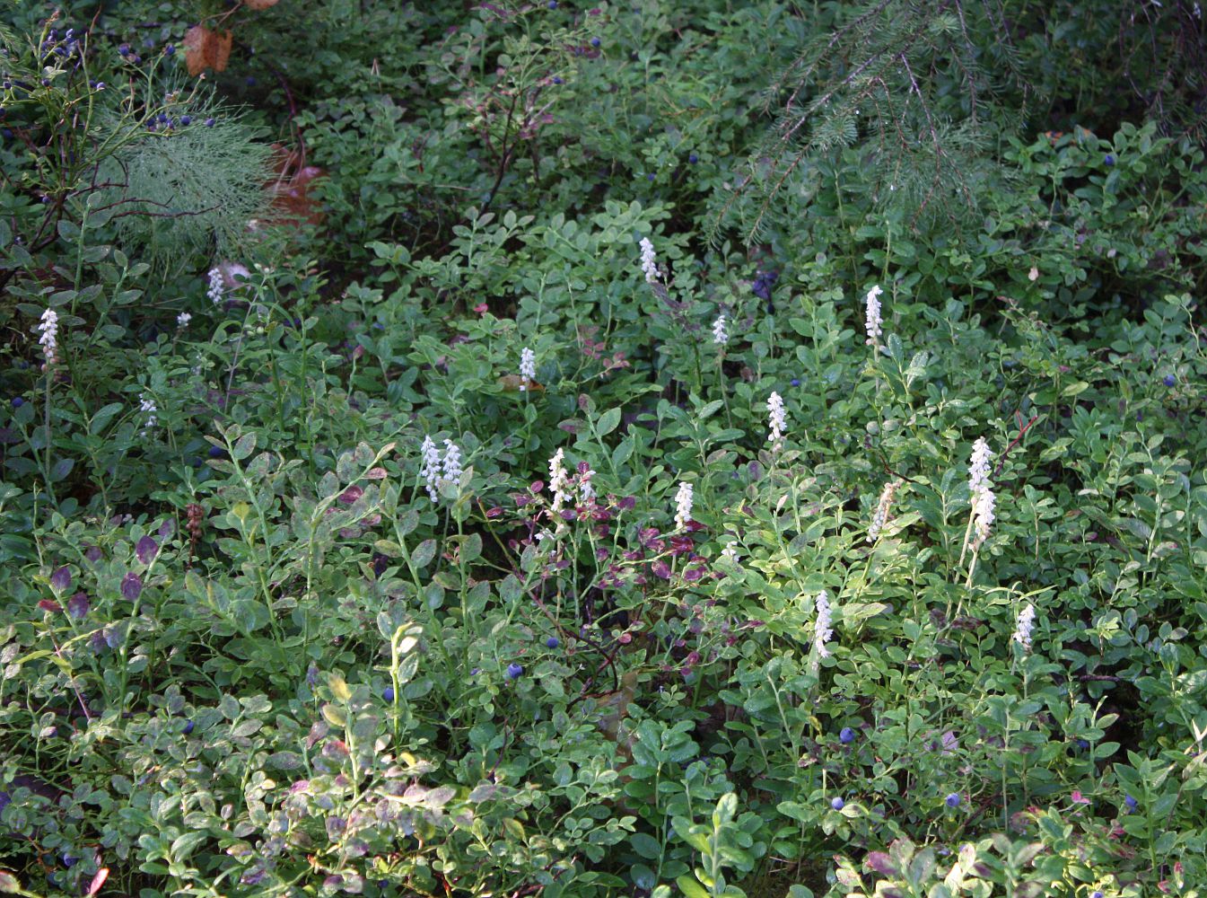 Image of Goodyera repens specimen.