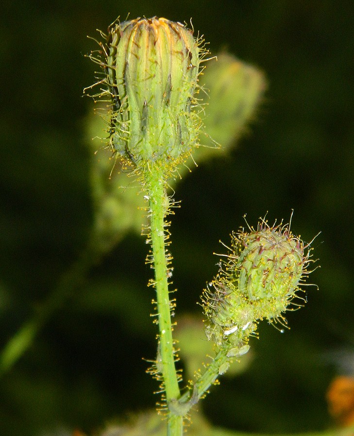 Изображение особи Sonchus arvensis.