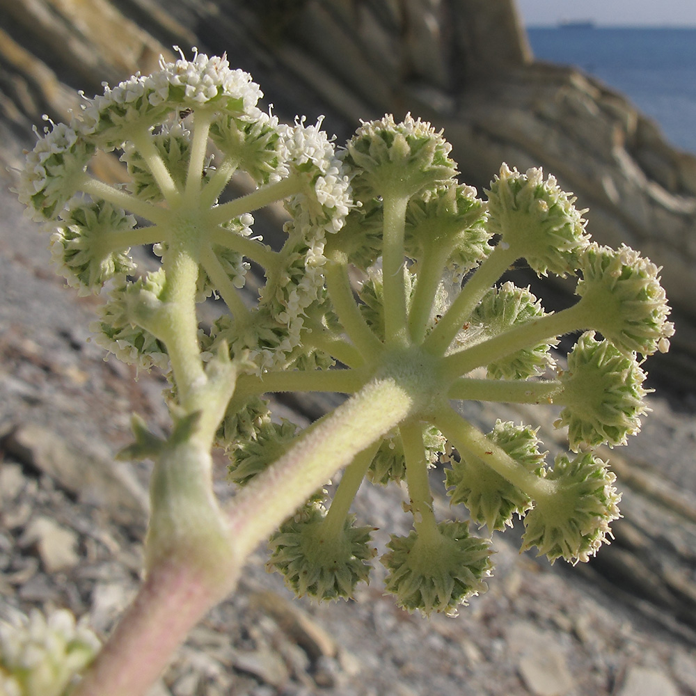 Image of Seseli ponticum specimen.