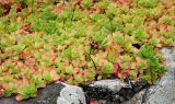 Sedum spurium