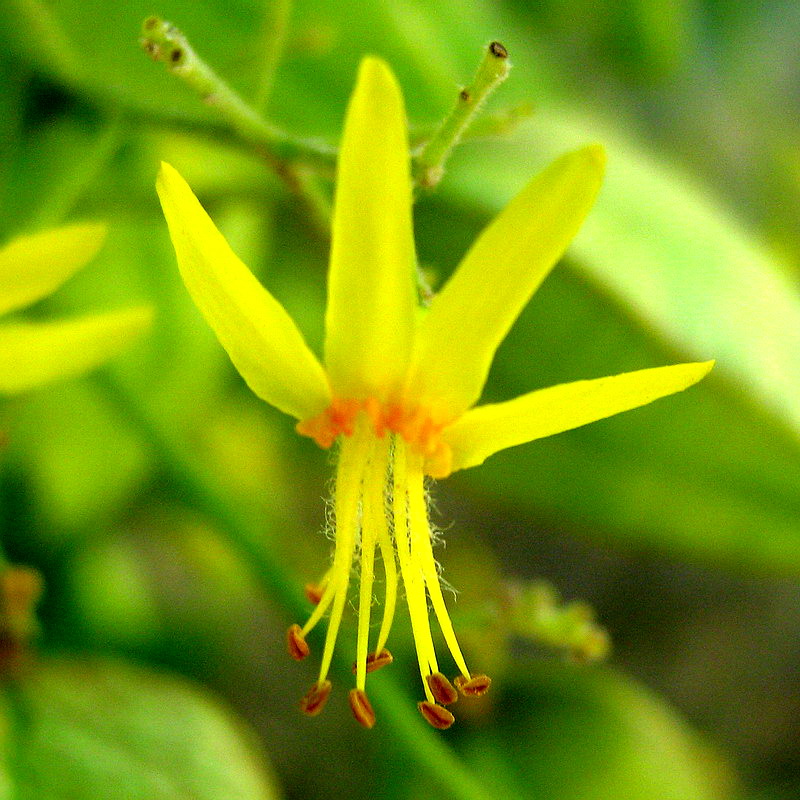 Изображение особи Koelreuteria paniculata.