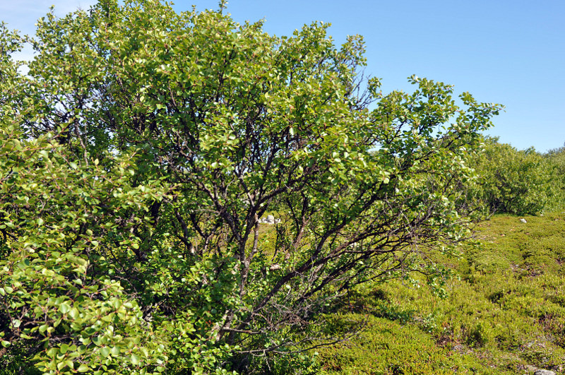 Изображение особи род Betula.
