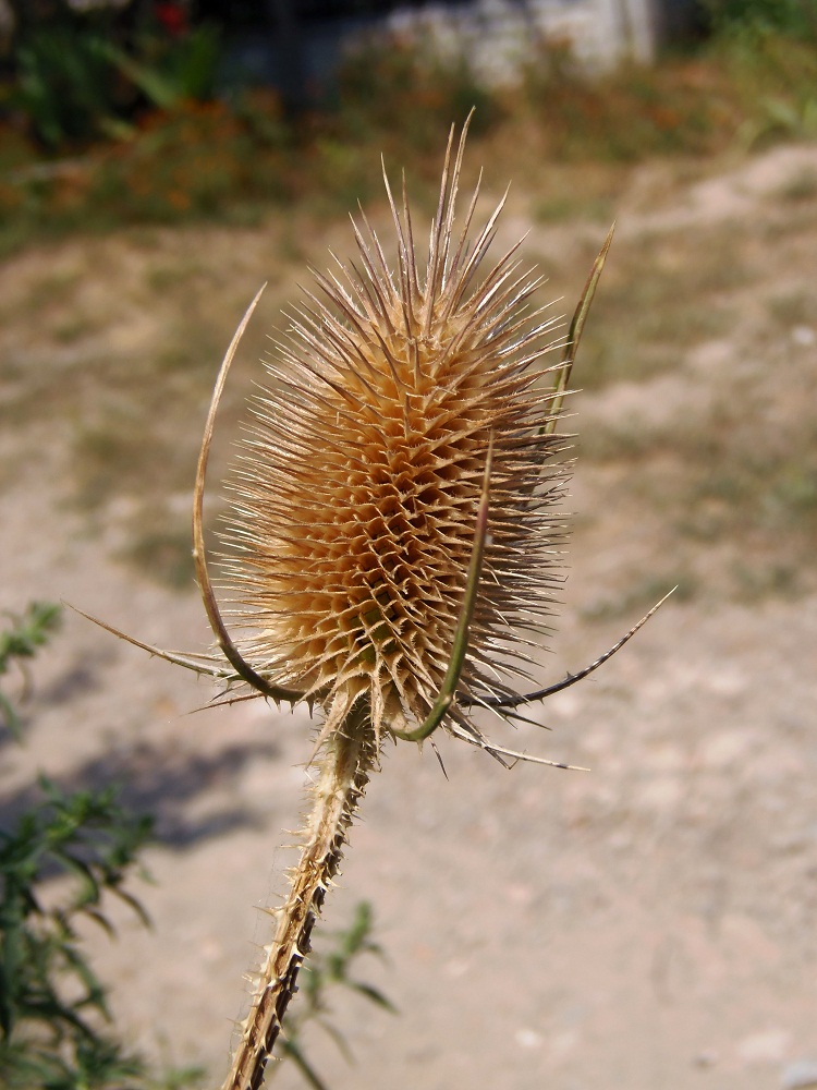 Изображение особи Dipsacus fullonum.