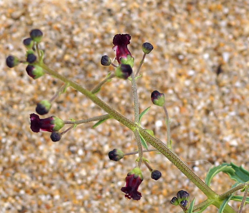 Image of Scrophularia incisa specimen.