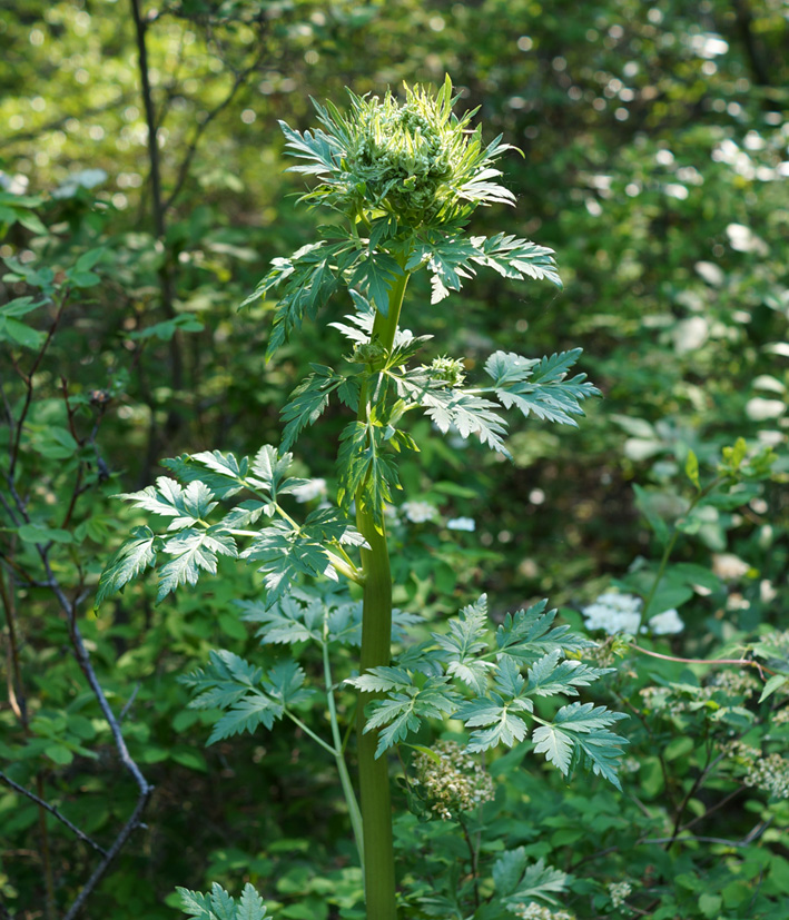 Изображение особи Pleurospermum uralense.