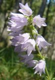 Campanula bononiensis. Соцветие. Крым, Ялта, ущелье Уч-Кош. 05.08.2009.