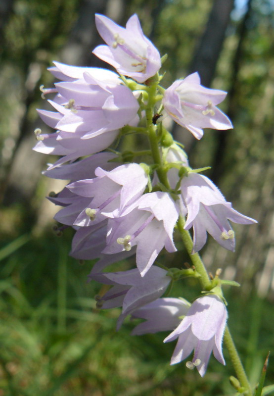 Изображение особи Campanula bononiensis.