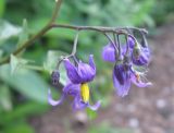 Solanum kitagawae