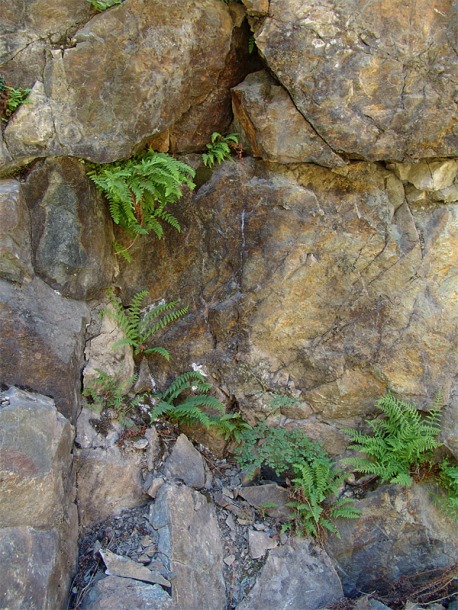 Image of Woodsia caucasica specimen.