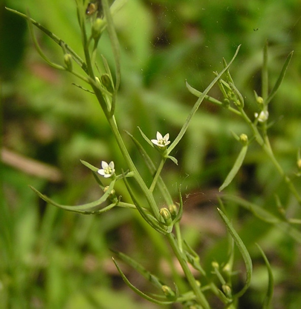 Image of Thesium chinense specimen.