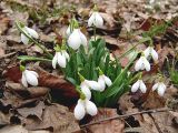 Galanthus alpinus