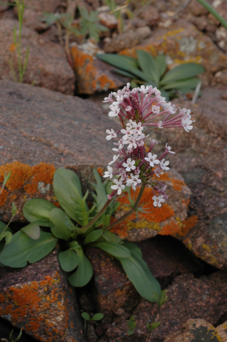 Изображение особи Valeriana chionophila.