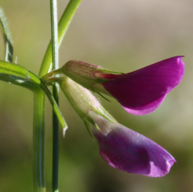 Image of Vicia angustifolia specimen.