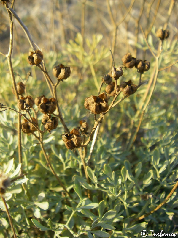 Image of Ruta divaricata specimen.