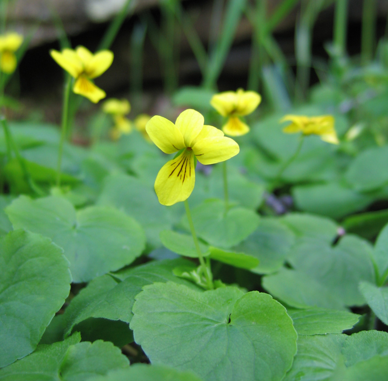 Image of Viola biflora specimen.