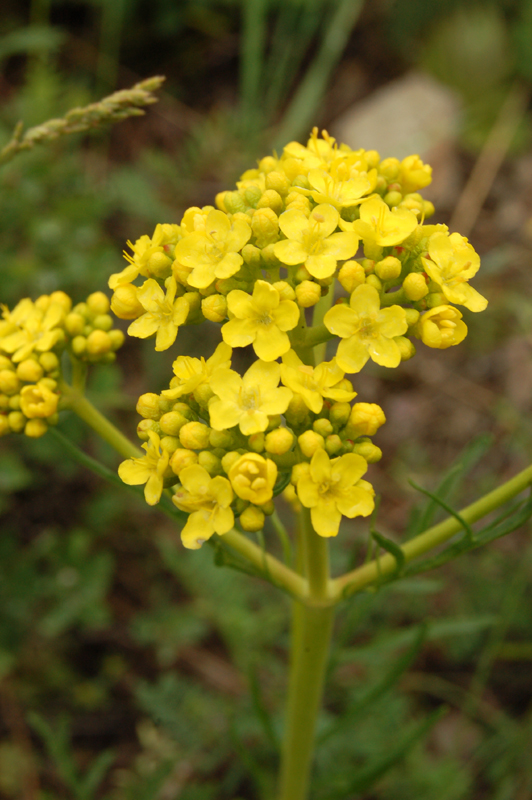 Image of Patrinia intermedia specimen.