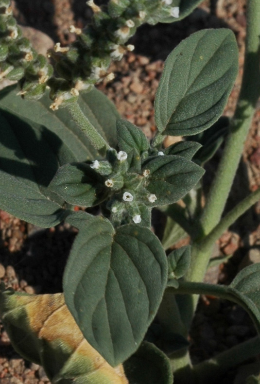 Изображение особи Heliotropium ellipticum.