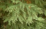 Sequoia sempervirens. Ветвь с развивающимися почками. Краснодарский край, окр. пос. Верхнее Лоо, м/о Сочи. 29.08.2014.