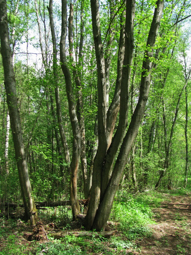 Изображение особи Alnus incana.