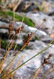 Juncus compressus