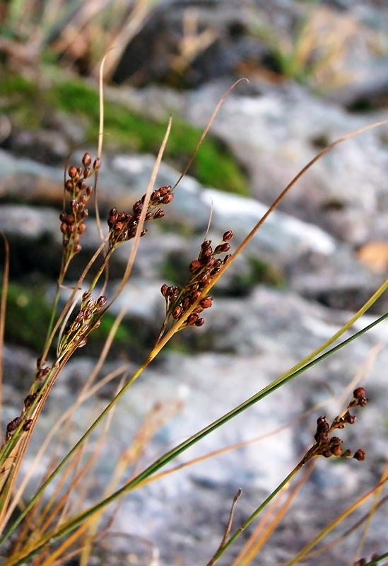 Изображение особи Juncus compressus.