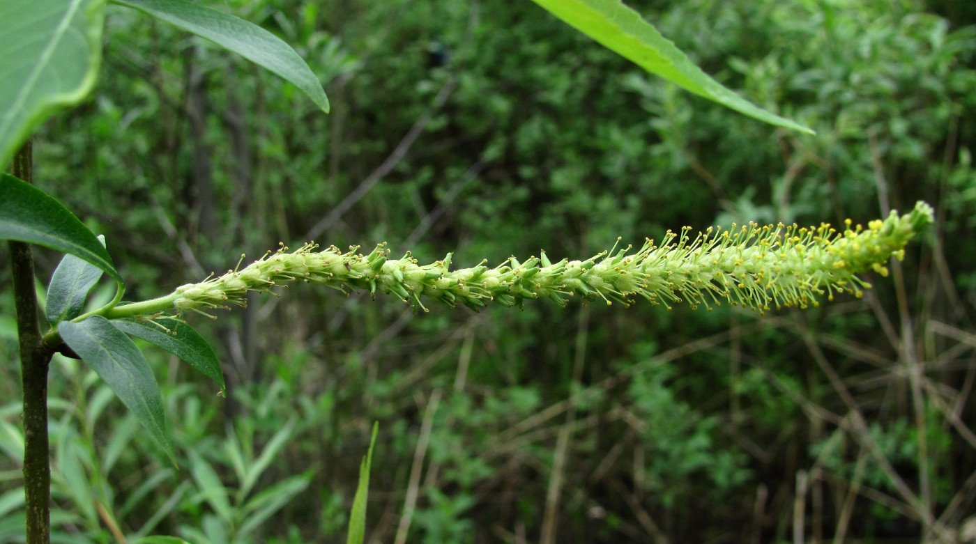 Image of Salix triandra specimen.