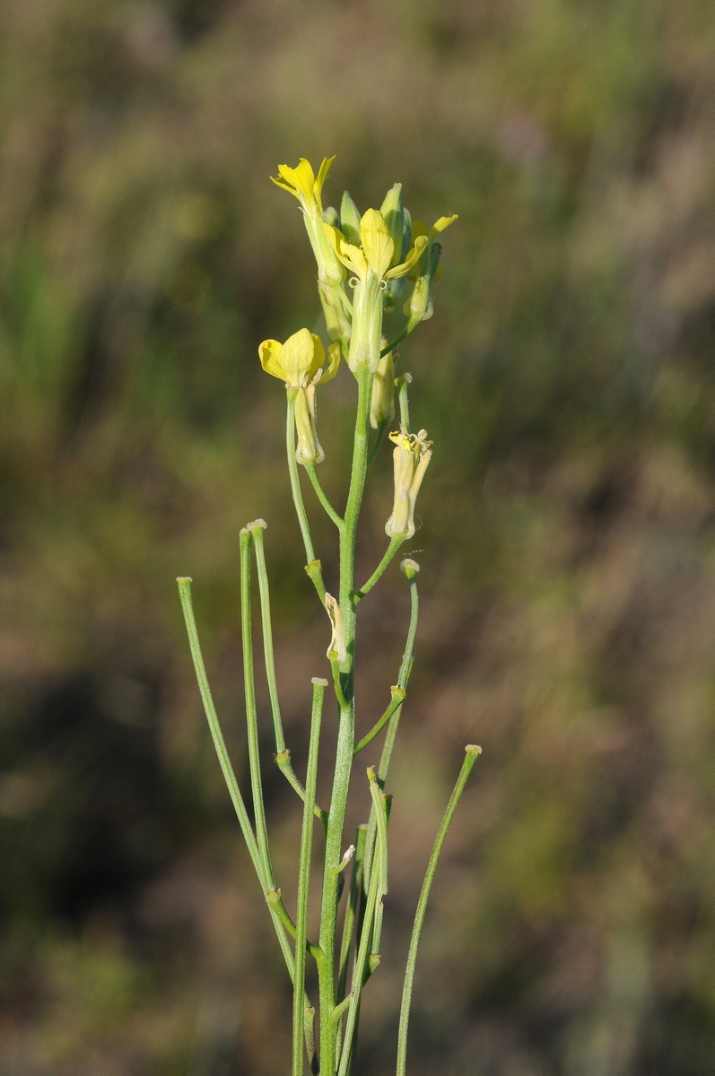 Image of Erysimum canescens specimen.