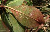 Euphorbia amygdaloides. Лист с щитовками (вид снизу). Краснодарский край, Сочи, окр. Мацесты, лес. 18.02.2015.