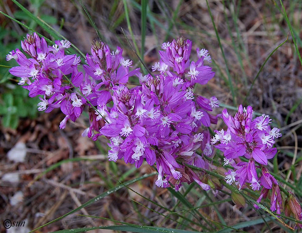 Image of Polygala major specimen.