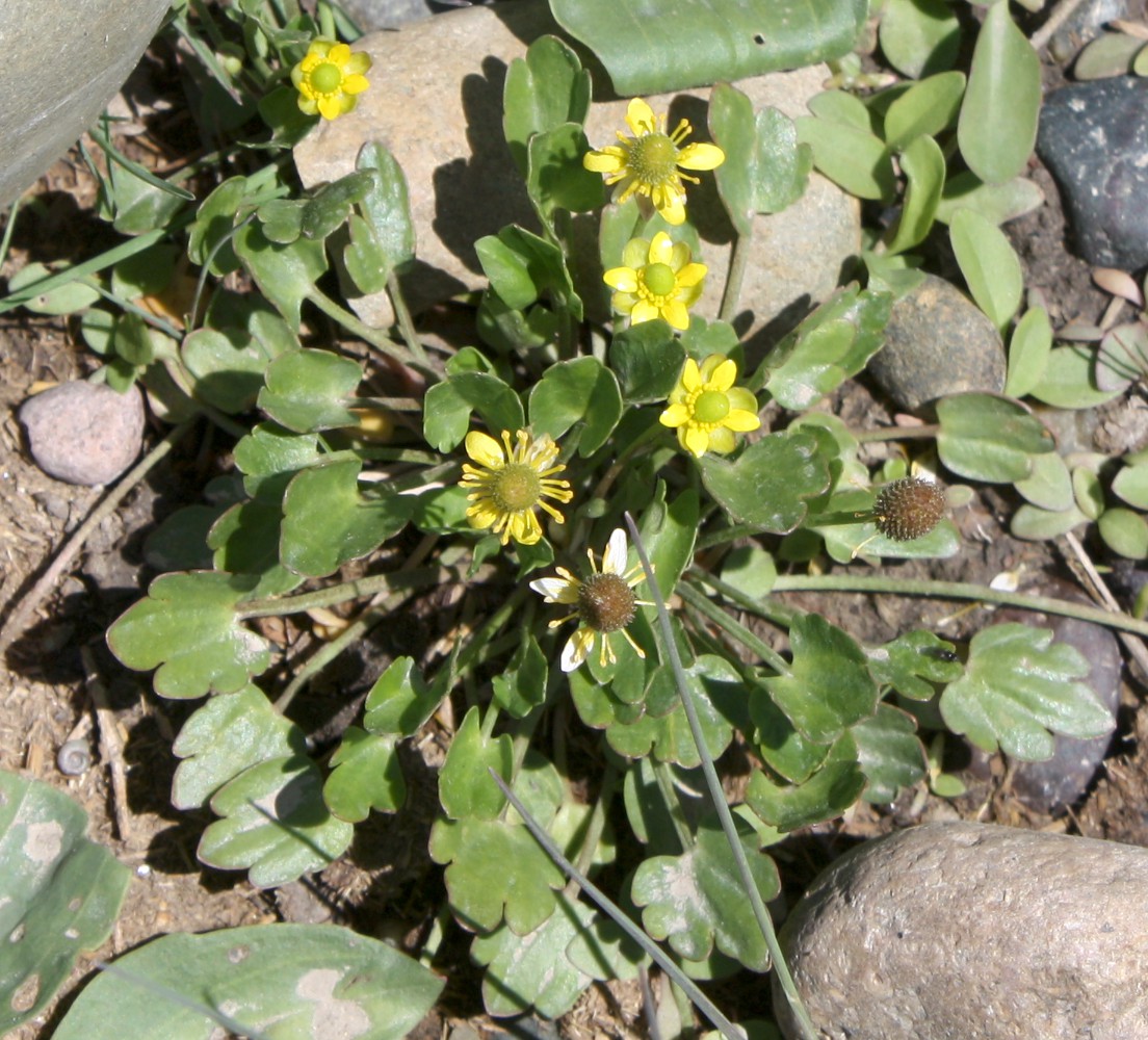 Image of Halerpestes sarmentosa specimen.