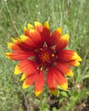 genus Gaillardia. Соцветие. Крым, Симферопольский р-н, окр. с. Урожайное, нарушенная выпасом степь. 15 июля 2015 г.