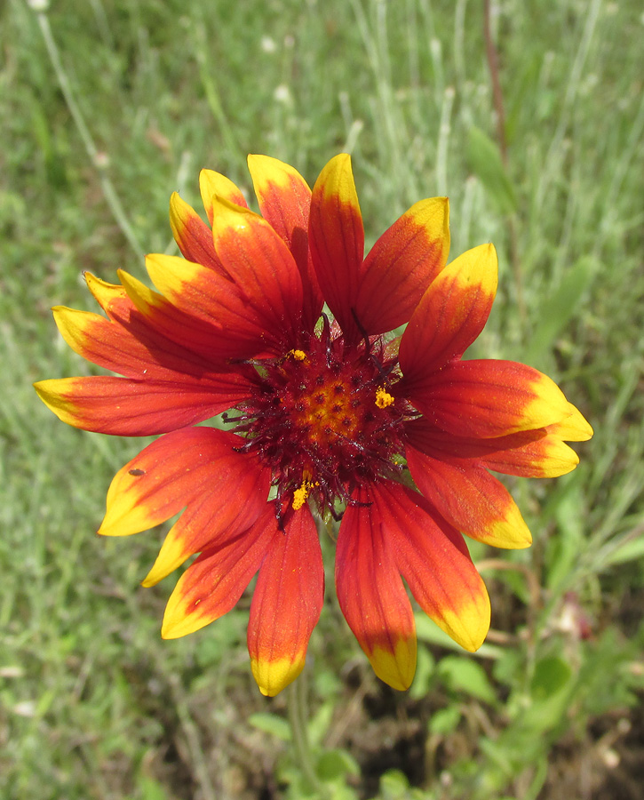 Image of genus Gaillardia specimen.