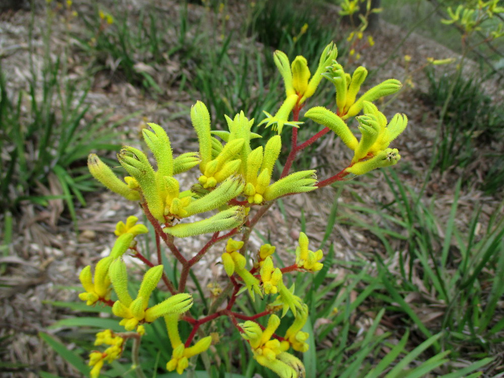 Изображение особи Anigozanthos flavidus.