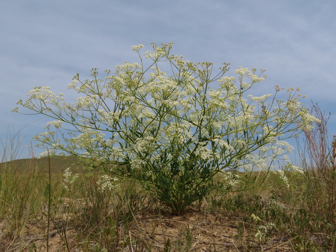Image of Saposhnikovia divaricata specimen.