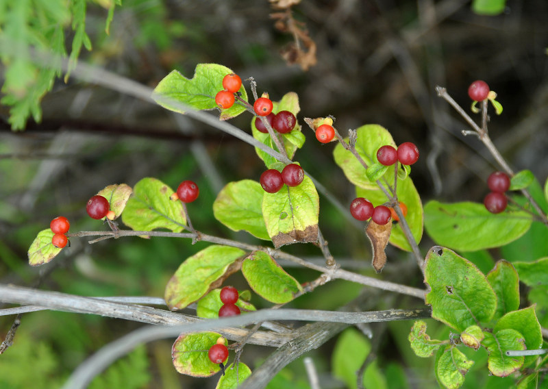 Изображение особи Lonicera ruprechtiana.