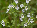 Euphrasia brevipila