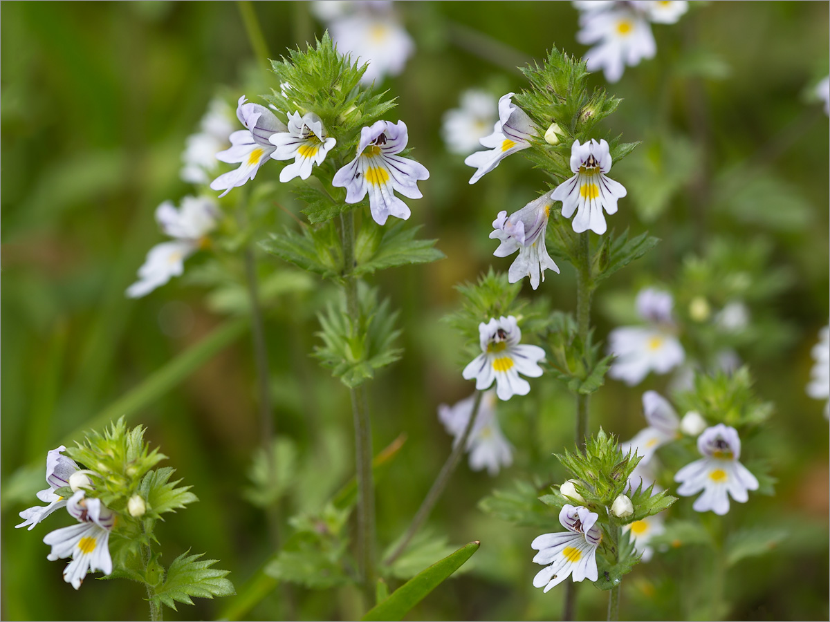 Изображение особи Euphrasia brevipila.