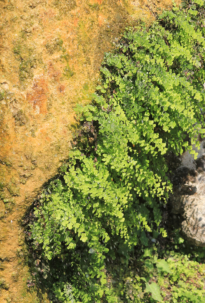 Image of Adiantum capillus-veneris specimen.