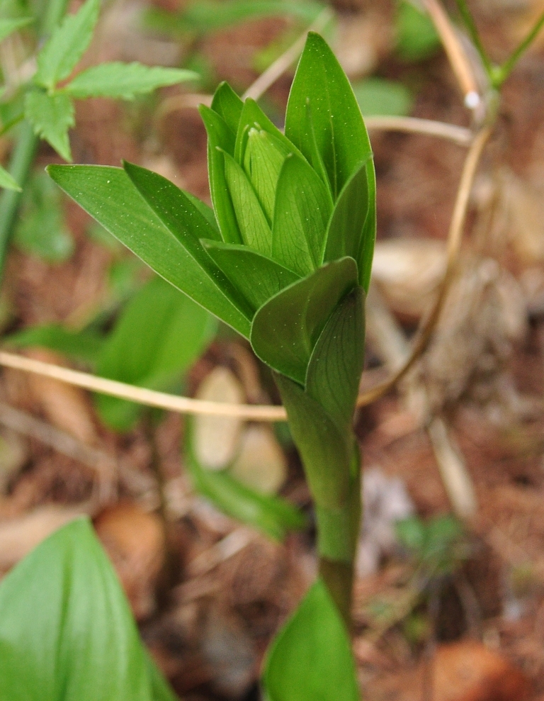 Image of Lilium pilosiusculum specimen.