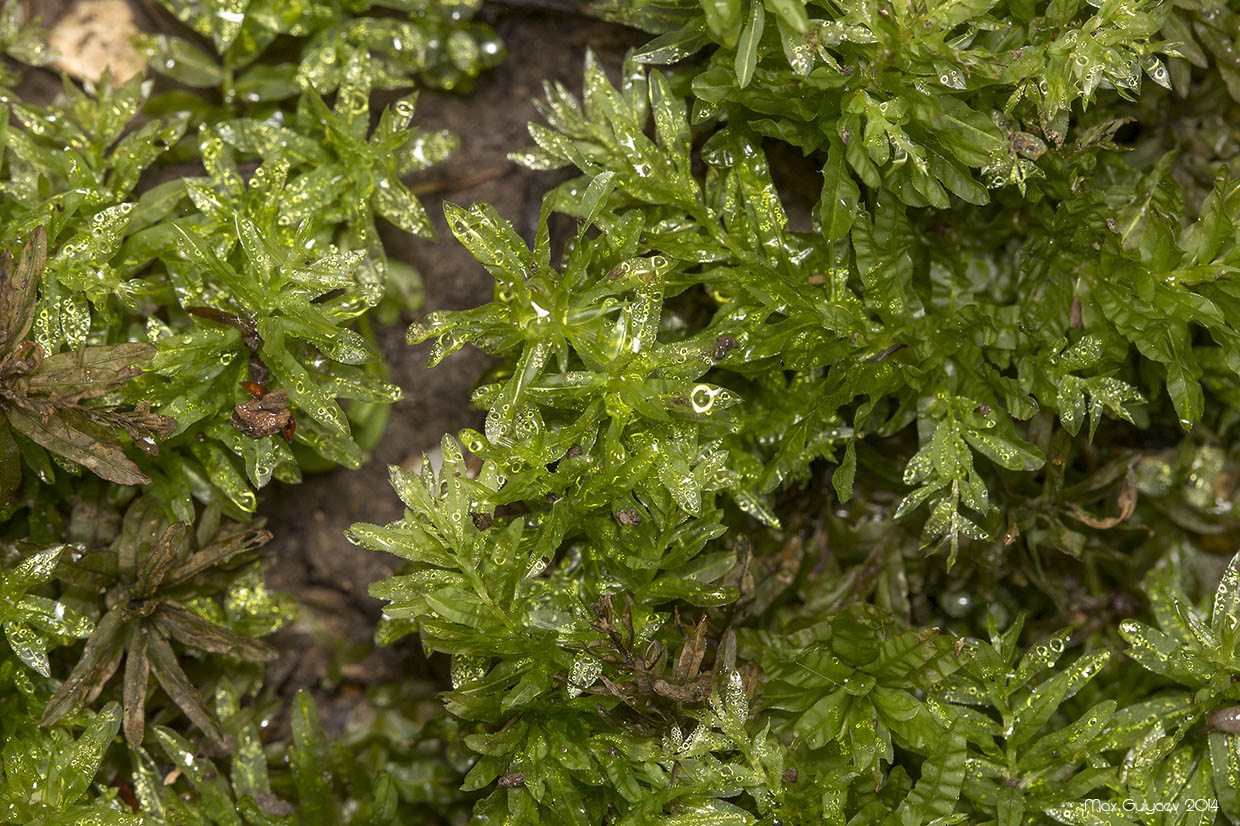 Image of Plagiomnium undulatum specimen.
