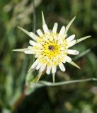 genus Tragopogon. Соцветие. Кыргызстан, Нарынская обл., левый берег р. М. Нарын, окр. с. Эки-Нарын. 23.06.2015.