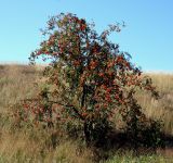 Sorbus aucuparia. Дерево с созревающими плодами. Украина, Ровенская обл., Заречнянский р-н, с. Млын, остров на реке Припять, дюна. 28 июля 2008 г.