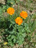 Trollius asiaticus. Цветущее растение. Тува, Тоджинский р-н, долина р. Аржаан-Хем, берег реки. 08.07.2015.