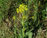 Bunias orientalis. Верхушка цветущего растения. Иркутская обл., Иркутский р-н, окр. дер. Ширяева. 23.06.2015.