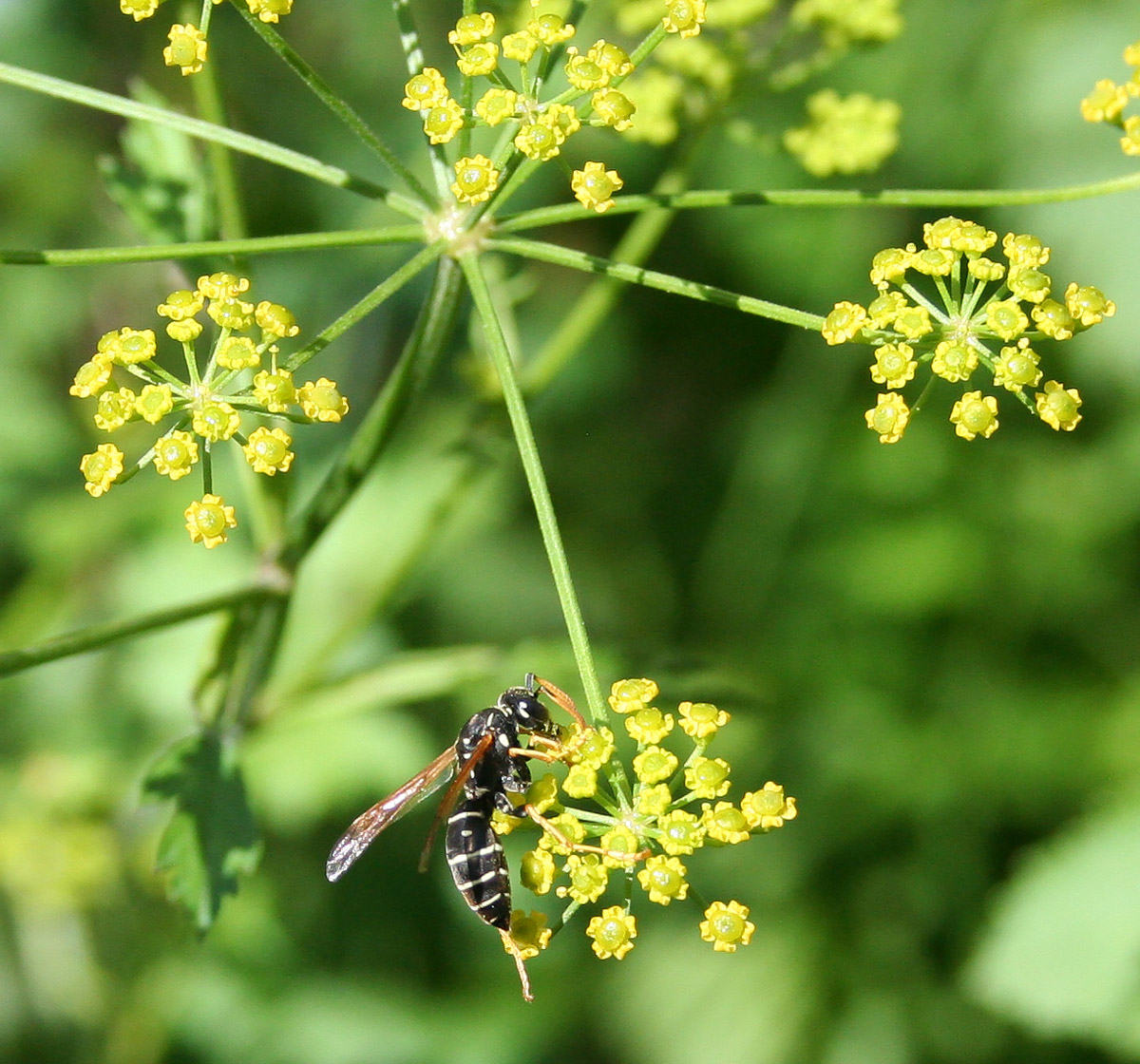 Изображение особи Pastinaca sylvestris.