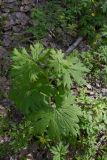 Aconitum septentrionale