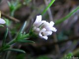 род Asperula