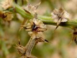 Salsola tragus